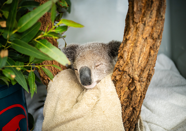 Koala recovering in RSPCA Wildlife Hospital Brisbane, Wacol.